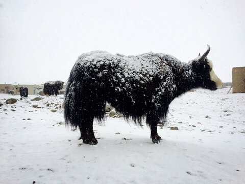 雪中牦牛