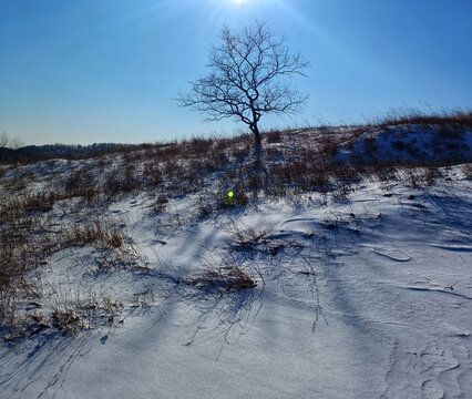 雪地中的小树