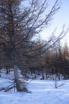 雪中林区