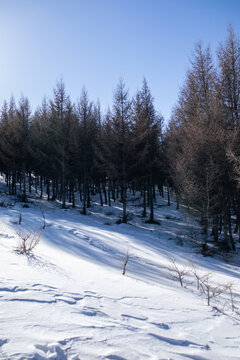 雪中林区