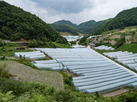 大棚蔬菜