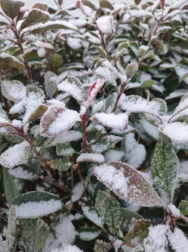 雪后红叶石楠