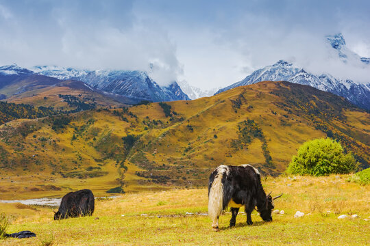 西藏格聂神山和草原牧场美景
