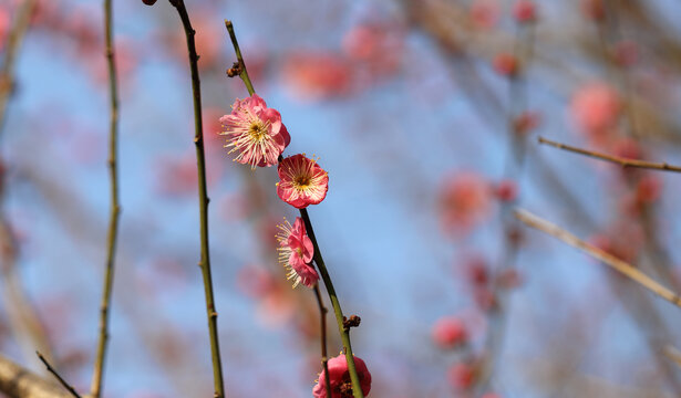 梅花