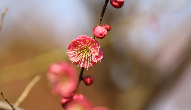 梅花