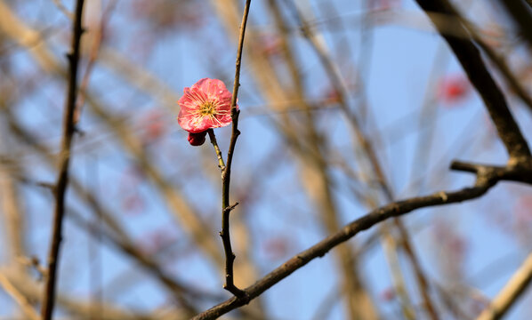 梅花