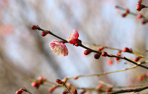 梅花