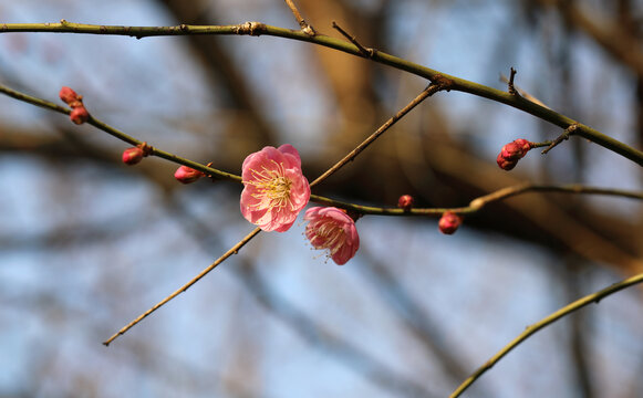 梅花