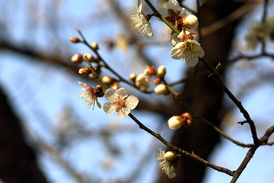 梅花盛开