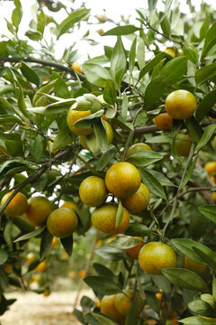 树上的新鲜橘子