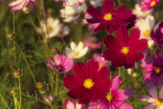 格桑花