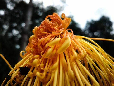 赤线金珠菊花朵