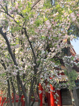 北京故宫春天樱花