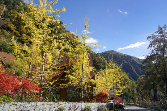 川西古尔沟温泉木屋银杏黄叶