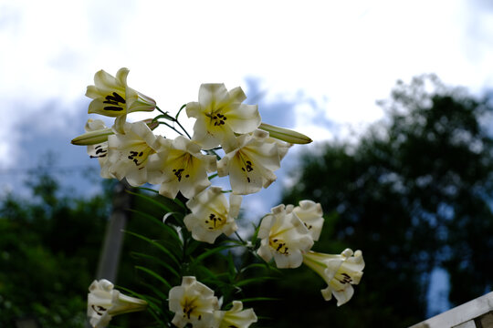 百合花