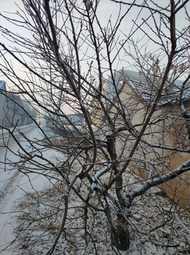 桃树积雪