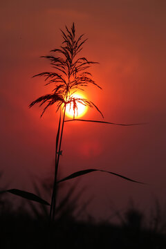 芦花夕照