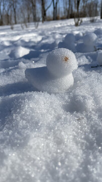 雪鸭子