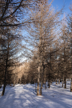 松林雪景