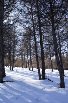 松林雪景