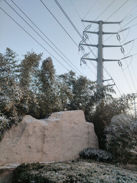 雪后竹林