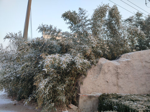 雪后竹林