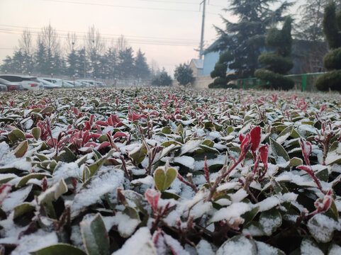 雪后石楠树