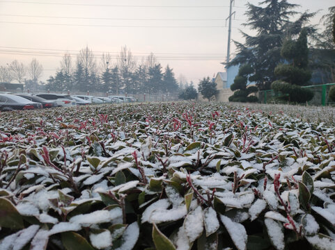 雪后绿化带