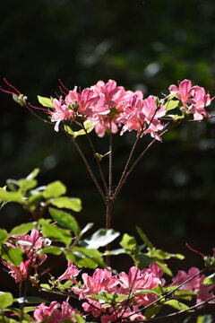 杜鹃花开