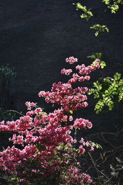 杜鹃花开