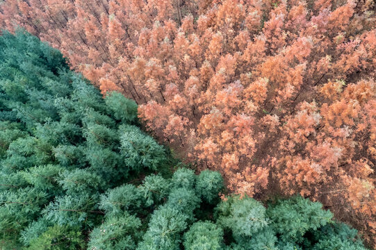 色彩分明的森林