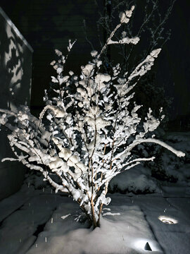 小区树枝上堆积的雪花