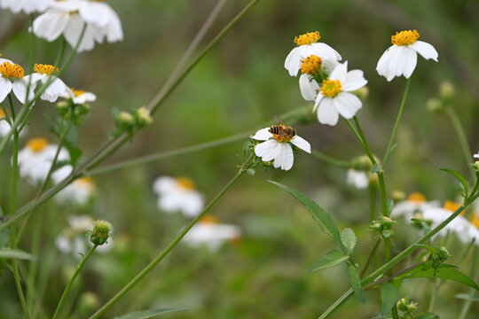 蜜蜂小雏菊