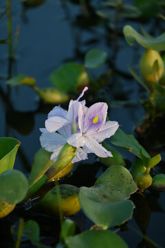 水葫芦花