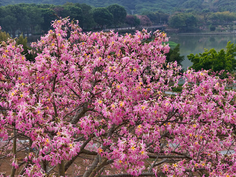 美丽异木棉