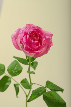 新鲜粉玫瑰