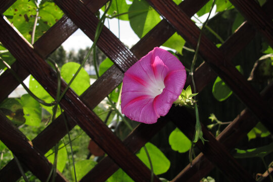 牵牛花