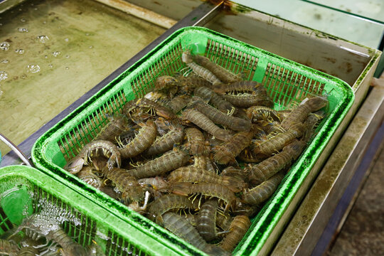 皮皮虾水产
