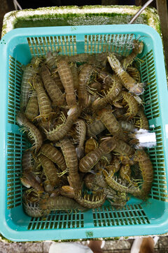 皮皮虾海鲜 海产品