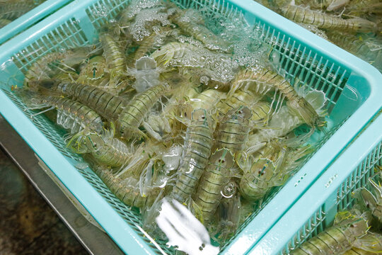 皮皮虾海鲜 海产品
