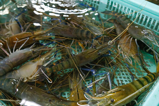 海鲜市场罗氏虾