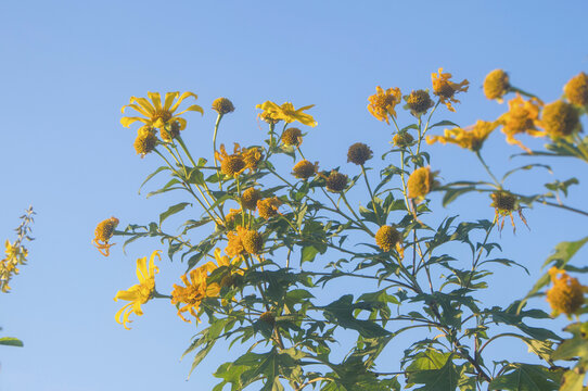 肿柄菊花枝