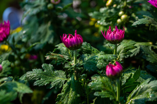 菊花