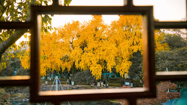 宁波中山公园银杏树窗户