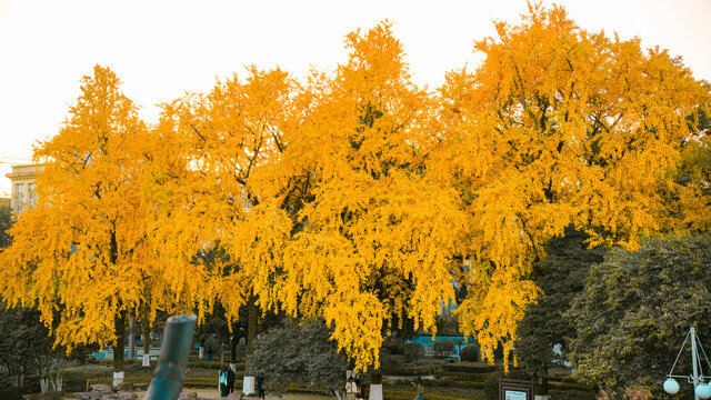 宁波中山公园银杏树一大片