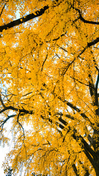 宁波中山公园银杏树斜着树枝