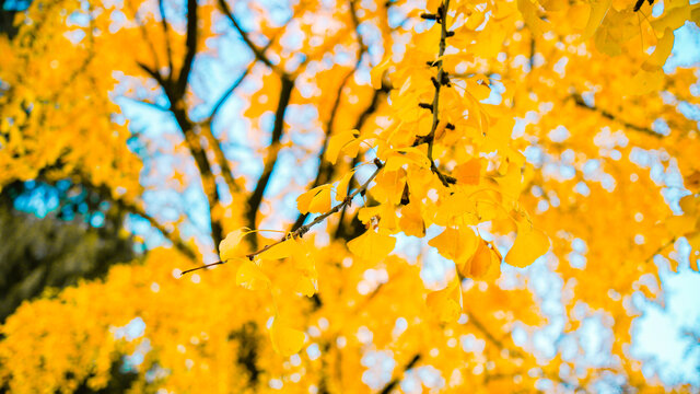 秋天的黄色的银杏叶满园