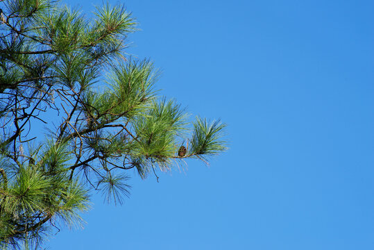 蓝天下的松树枝