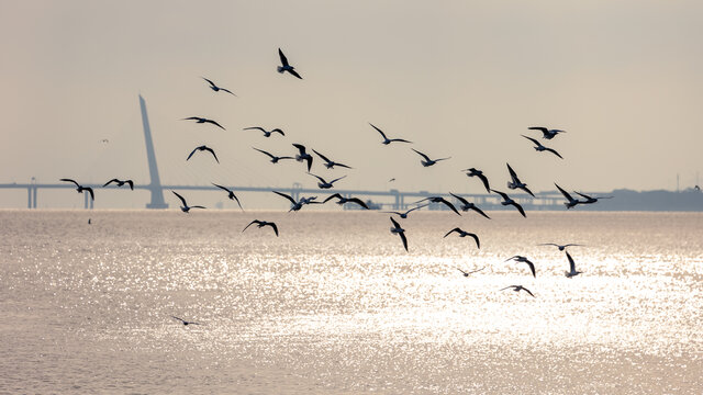 深圳湾冬天栖息的鸟类