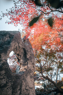 园林造景